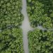 Surabaya Miliki Pusat Konservasi Mangrove Terbesar di Asia Tengara