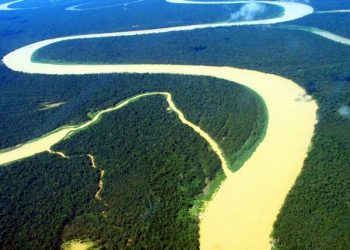 Hutan, Benteng Terakhir Cegah Krisis Iklim dan Lindungi Mamalia