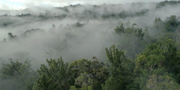 BRIN Mulai Kembangkan Obat Antiinfeksi dari Sumber Daya Alam Hayati