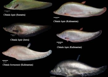 Dianggap Punah, Spesies Ikan Belida Ditemukan Kembali di Pulau Jawa, Sumatera dan Kalimantan