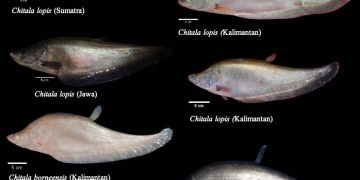 Dianggap Punah, Spesies Ikan Belida Ditemukan Kembali di Pulau Jawa, Sumatera dan Kalimantan