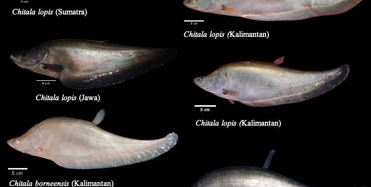 Dianggap Punah, Spesies Ikan Belida Ditemukan Kembali di Pulau Jawa, Sumatera dan Kalimantan