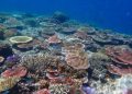 Para Ilmuwan Ingatkan, 2024 Bisa Jadi Tahun Kematian Terumbu Karang Secara Massal