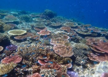 Para Ilmuwan Ingatkan, 2024 Bisa Jadi Tahun Kematian Terumbu Karang Secara Massal