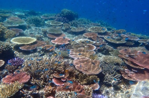 Para Ilmuwan Ingatkan, 2024 Bisa Jadi Tahun Kematian Terumbu Karang Secara Massal