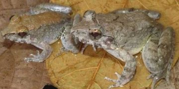 Hutan Sulawesi, Rumah Bagi Spesies Katak Bertaring Terkecil di Dunia