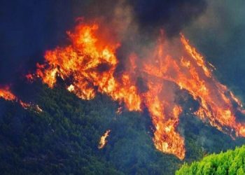 Kebakaran Hutan Berkonstribusi Besar Terhadap Perubahan Iklim