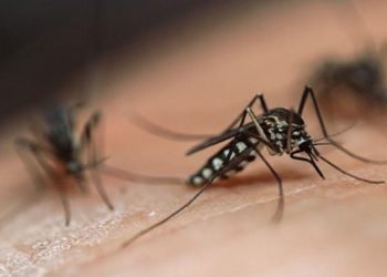 Perubahan Iklim Berperan dalam Evolusi Parasit di Tubuh Nyamuk