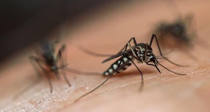 Perubahan Iklim Berperan dalam Evolusi Parasit di Tubuh Nyamuk