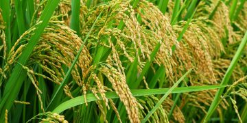 Adaptasi Pemanasan Global, Rekayasa Genetik Padi Tahan Panas Mulai Diciptakan