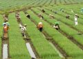 Cegah Krisis Pangan, Indonesia Butuh Regenerasi Petani