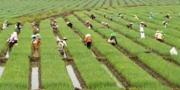 Cegah Krisis Pangan, Indonesia Butuh Regenerasi Petani