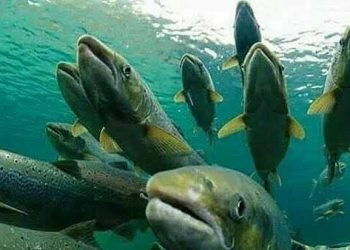 IUCN: 3.000 Spesies Ikan Air Tawar di Dunia Terancam Punah