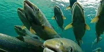 IUCN: 3.000 Spesies Ikan Air Tawar di Dunia Terancam Punah