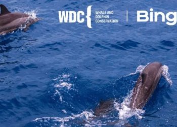 BingX Charity Jalin Kerjasama dengan Whale and Dolphin Conservation