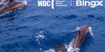 BingX Charity Jalin Kerjasama dengan Whale and Dolphin Conservation