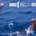 BingX Charity Jalin Kerjasama dengan Whale and Dolphin Conservation