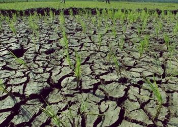 Bencana Kekeringan Ancam Masa Depan Anak-anak di Lombok dan Kupang