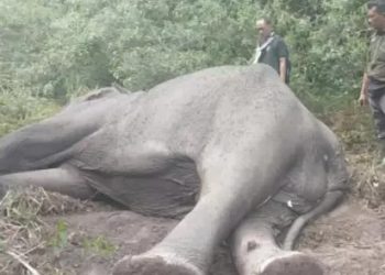 Kematian Gajah Terjadi di Taman Nasional Way Kambas