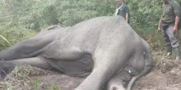 Kematian Gajah Terjadi di Taman Nasional Way Kambas