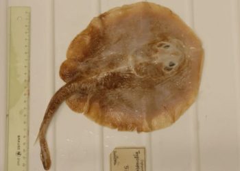 Spesies Ikan Pari Jawa Dinyatakan Punah, Habitat Terakhir di Teluk Jakarta