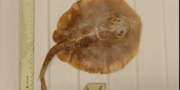 Spesies Ikan Pari Jawa Dinyatakan Punah, Habitat Terakhir di Teluk Jakarta