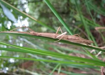 Temukan Spesies Baru Serangga, Remaja Indonesia Jadi Sorotan Ilmuwan Dunia