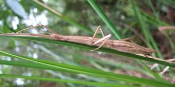 Temukan Spesies Baru Serangga, Remaja Indonesia Jadi Sorotan Ilmuwan Dunia