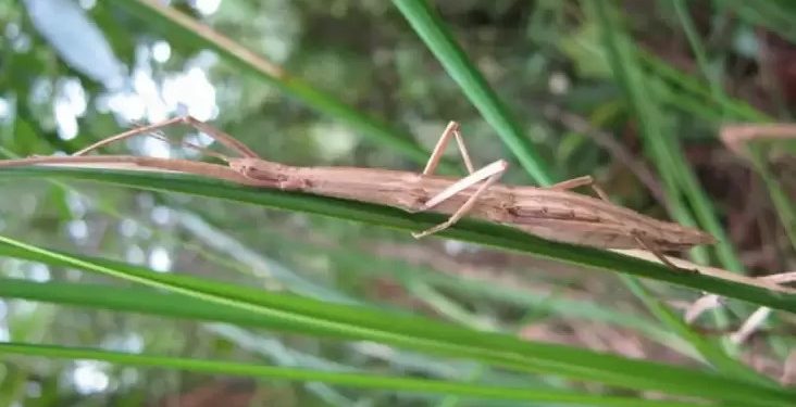 Temukan Spesies Baru Serangga, Remaja Indonesia Jadi Sorotan Ilmuwan Dunia