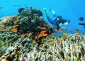 308 Spesies Biota Perairan di Indonesia Digagas Masuk Daftar Terancam Punah