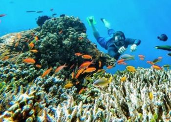308 Spesies Biota Perairan di Indonesia Digagas Masuk Daftar Terancam Punah