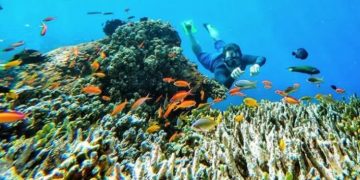 308 Spesies Biota Perairan di Indonesia Digagas Masuk Daftar Terancam Punah