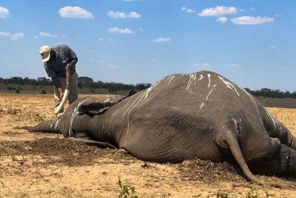 Petugas memeriksa gading gajah yang mati di Taman Nasional Hwange, Zimbabwe, 7 Desember 2023. (REUTERS/Nyasha Chigono/as)
