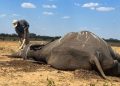 Petugas memeriksa gading gajah yang mati di Taman Nasional Hwange, Zimbabwe, 7 Desember 2023. (REUTERS/Nyasha Chigono/as)