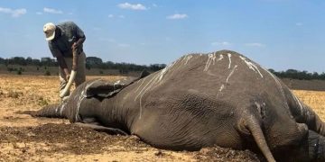 Petugas memeriksa gading gajah yang mati di Taman Nasional Hwange, Zimbabwe, 7 Desember 2023. (REUTERS/Nyasha Chigono/as)