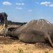 Petugas memeriksa gading gajah yang mati di Taman Nasional Hwange, Zimbabwe, 7 Desember 2023. (REUTERS/Nyasha Chigono/as)