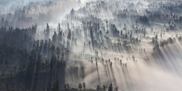 Hutan Tropis di Asia Lebih Tahan Terhadap Perubahan Iklim