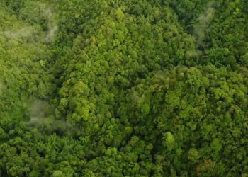 Kaltim Segera Terbitkan Sertifikat Penyerapan Emisi