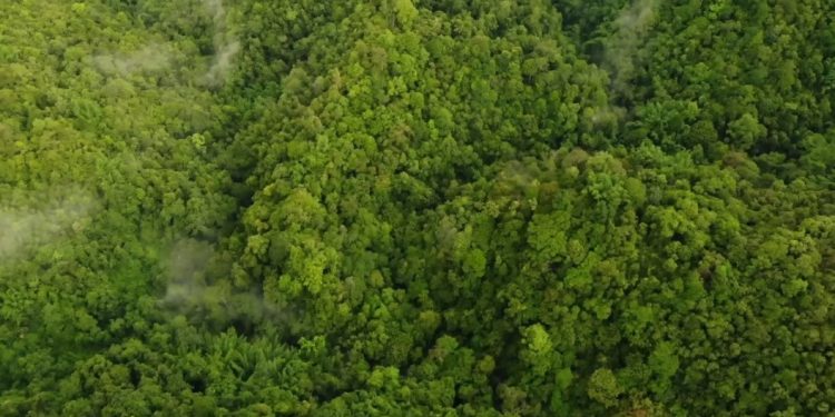 Kaltim Segera Terbitkan Sertifikat Penyerapan Emisi