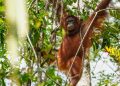 Indonesia Repatriasi 3 Individu Orangutan Sumatera dari Thailand