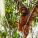 Indonesia Repatriasi 3 Individu Orangutan Sumatera dari Thailand