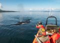 Ikan Paus Kini Bisa Diajak Berkomunikasi, Para Ilmuwan Temukan Caranya