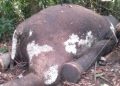 Satu Ekor Gajah Sumatra Mati Dibunuh Tak Jauh dari Taman Nasional Kerinci Seblat