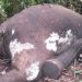 Satu Ekor Gajah Sumatra Mati Dibunuh Tak Jauh dari Taman Nasional Kerinci Seblat