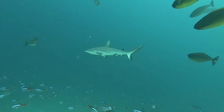 Hari-hari Terakhir Spesies Hiu: 80 Juta Ekor Mati Dibunuh Tiap Tahun