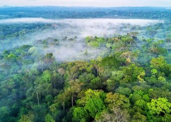 Masyarakat Dunia Berperan Menjaga Hutan Amazon