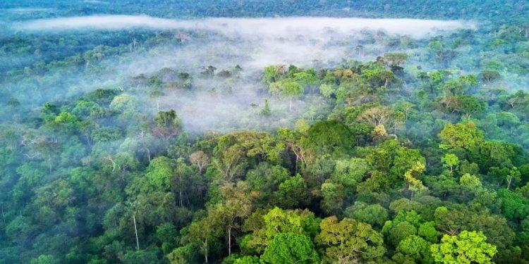 Masyarakat Dunia Berperan Menjaga Hutan Amazon