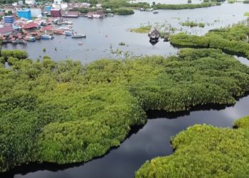 Konservasi Mangrove di Indonesia Capai 185 Ribu Hektare