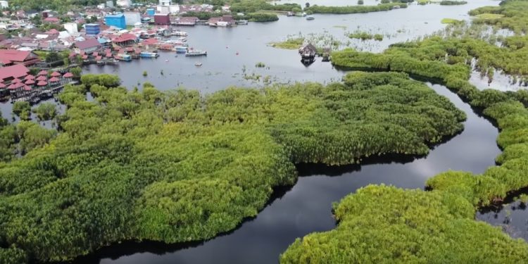 Konservasi Mangrove di Indonesia Capai 185 Ribu Hektare