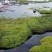Konservasi Mangrove di Indonesia Capai 185 Ribu Hektare